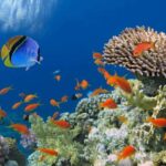 The Importance of Biodiversity and its Role in Sustaining Life on Earth